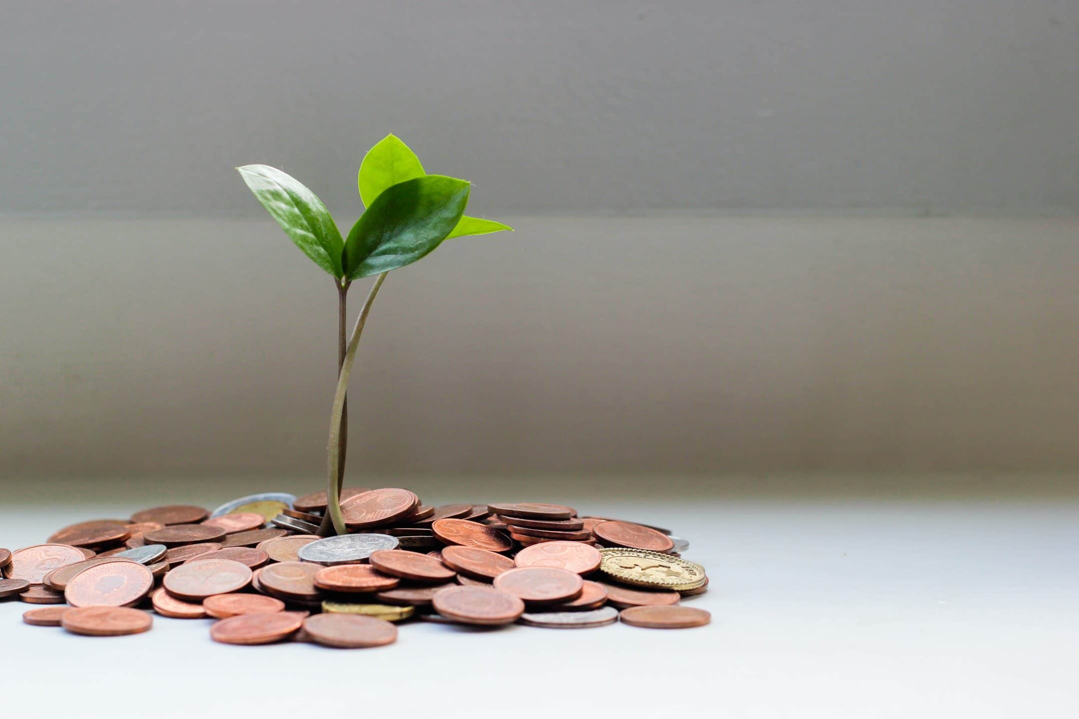 Picture of a plant growing out of a pile of coins, representing growth through financial planning