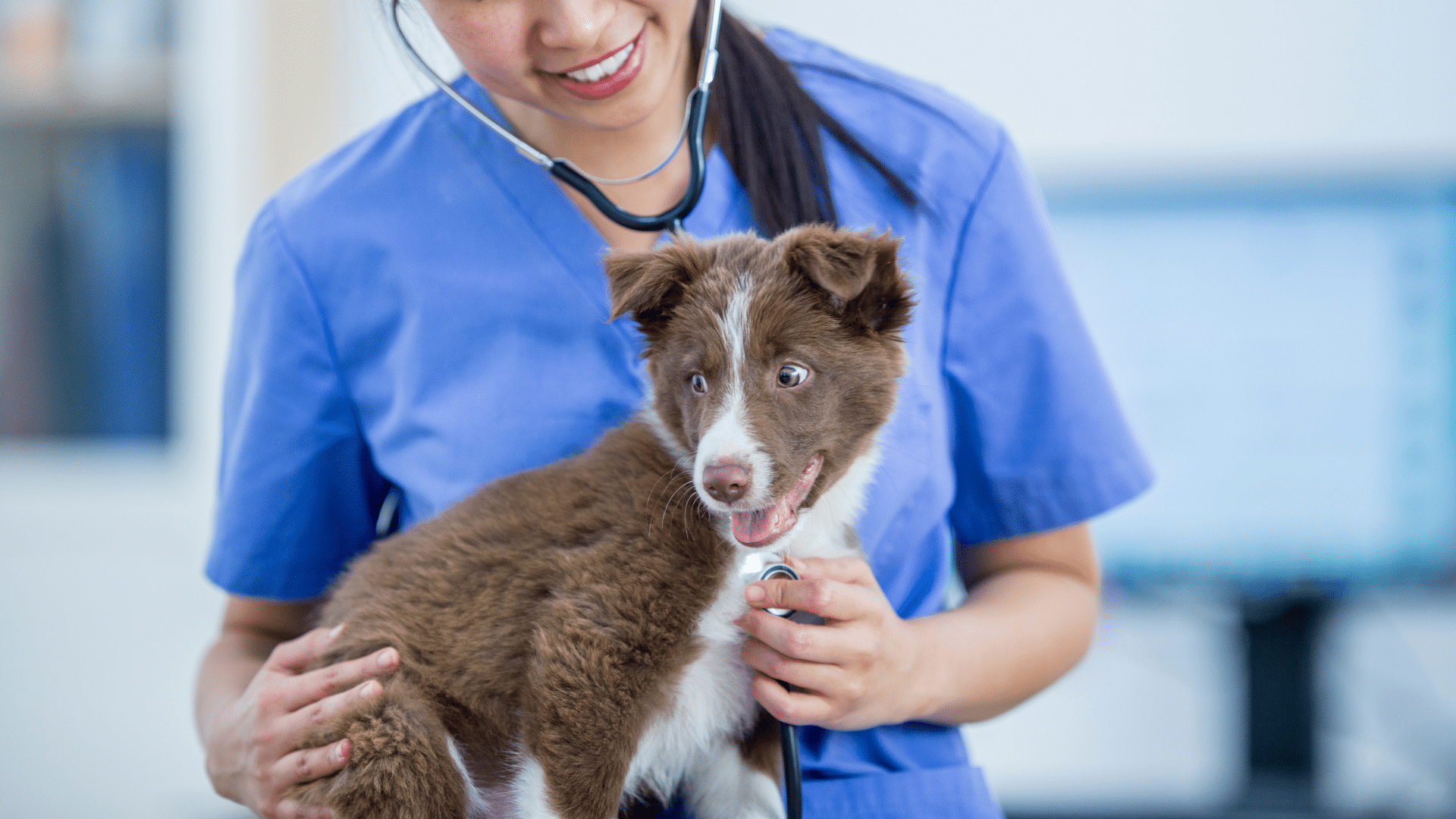 An image of a veterinary clinic in Ottawa